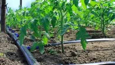 اینفوگرافیک؛ تجهیز ۴۱ هزار هکتار از اراضی خراسانشمالی به آبیاری نوین اینفوگرافیک؛ تجهیز ۴۱ هزار هکتار از اراضی خراسانشمالی به آبیاری نوین