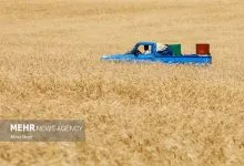 عبور خرید تضمینی گندم از ۸.۵ میلیون تن