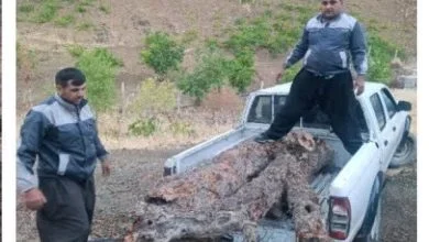کشف ۶۰۰ کیلوگرم «گرده‌بینه بنه» قاچاق در مریوان